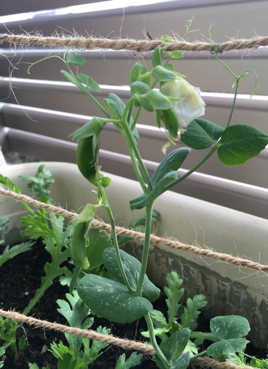 スナップエンドウ　トマト　茎レタス🥬