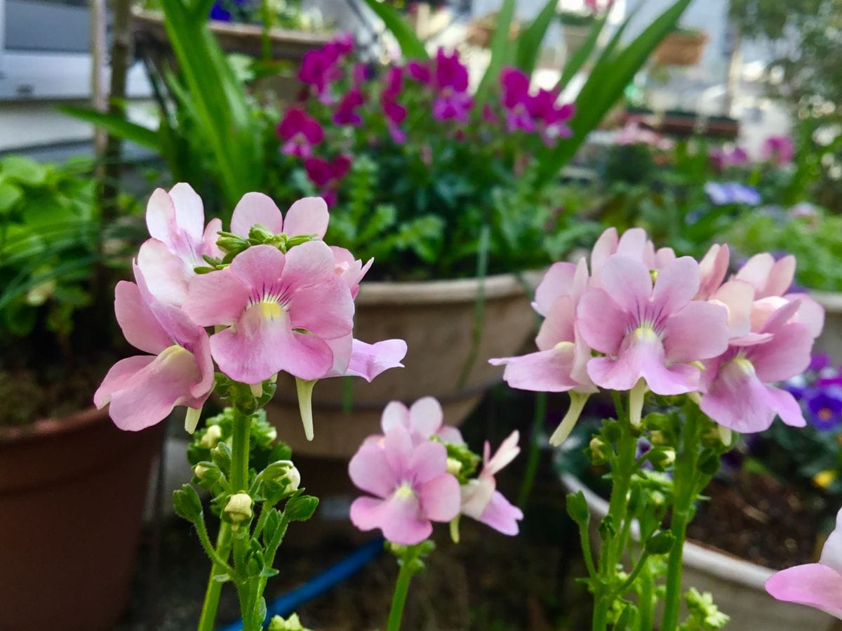 ネメシアは花の時期が長いですね🙃