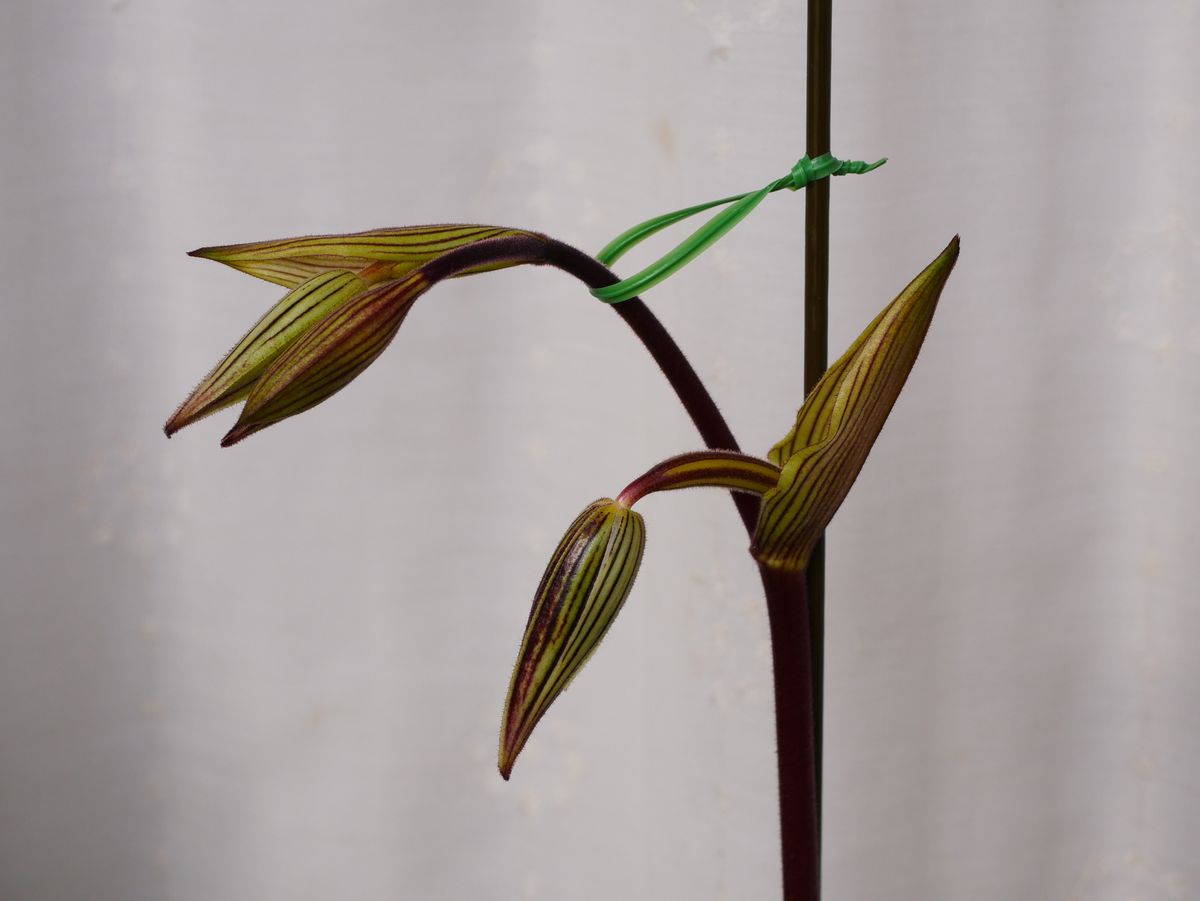 Paph.rothschildianum