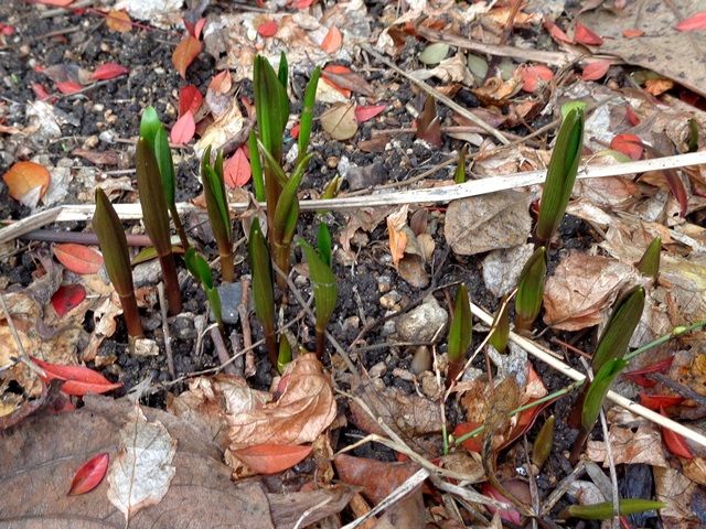 芽が出てきました