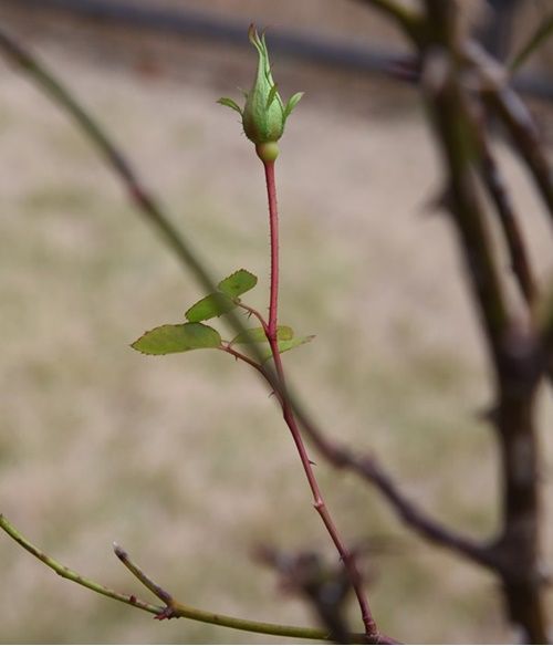 剪定は想像です。