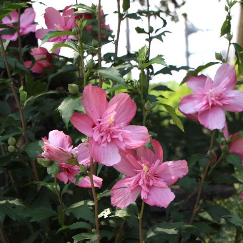 今日はピンクの開花