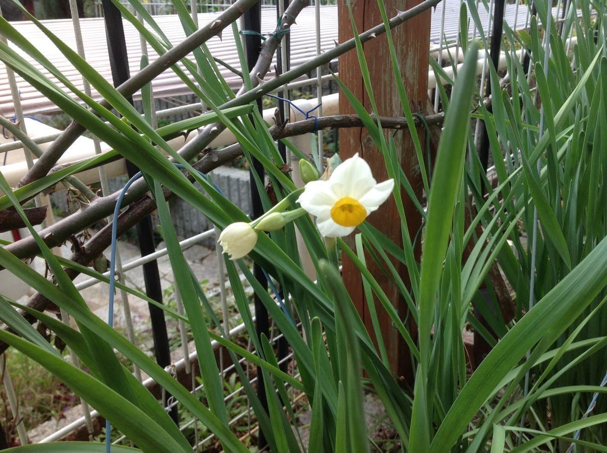 日本水仙の花が咲き始めました。