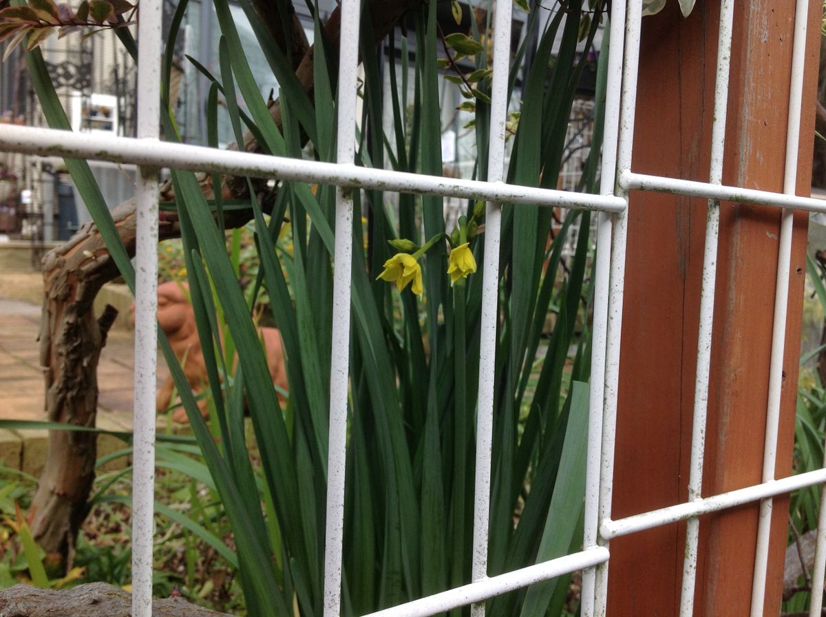 日本水仙の花が咲き始めました。