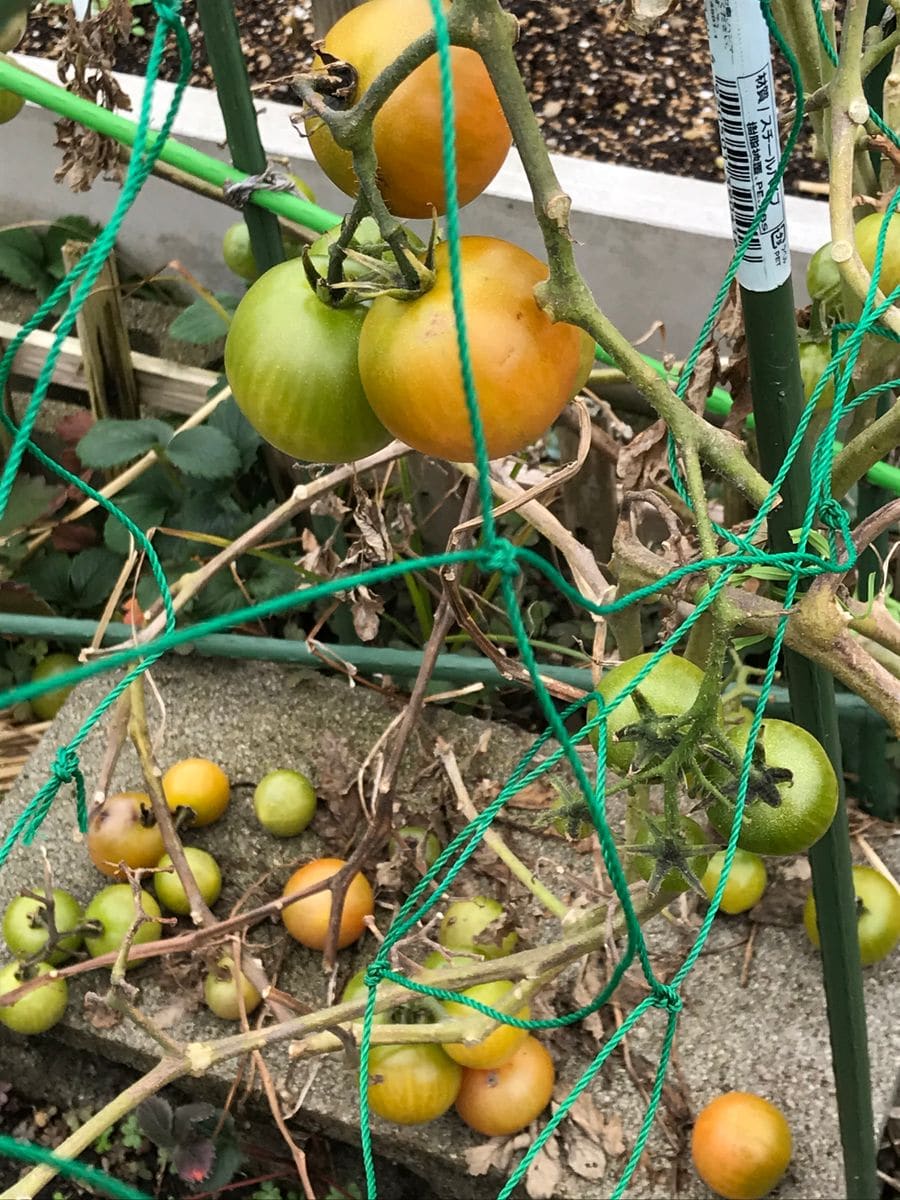 頑張るトマト🍅💪