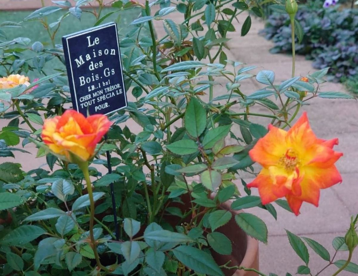 ミニ薔薇の剪定をしました❗