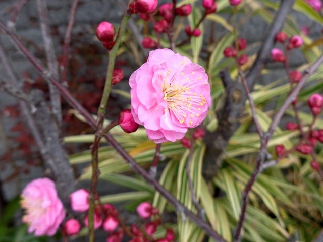 花梅がほころびました