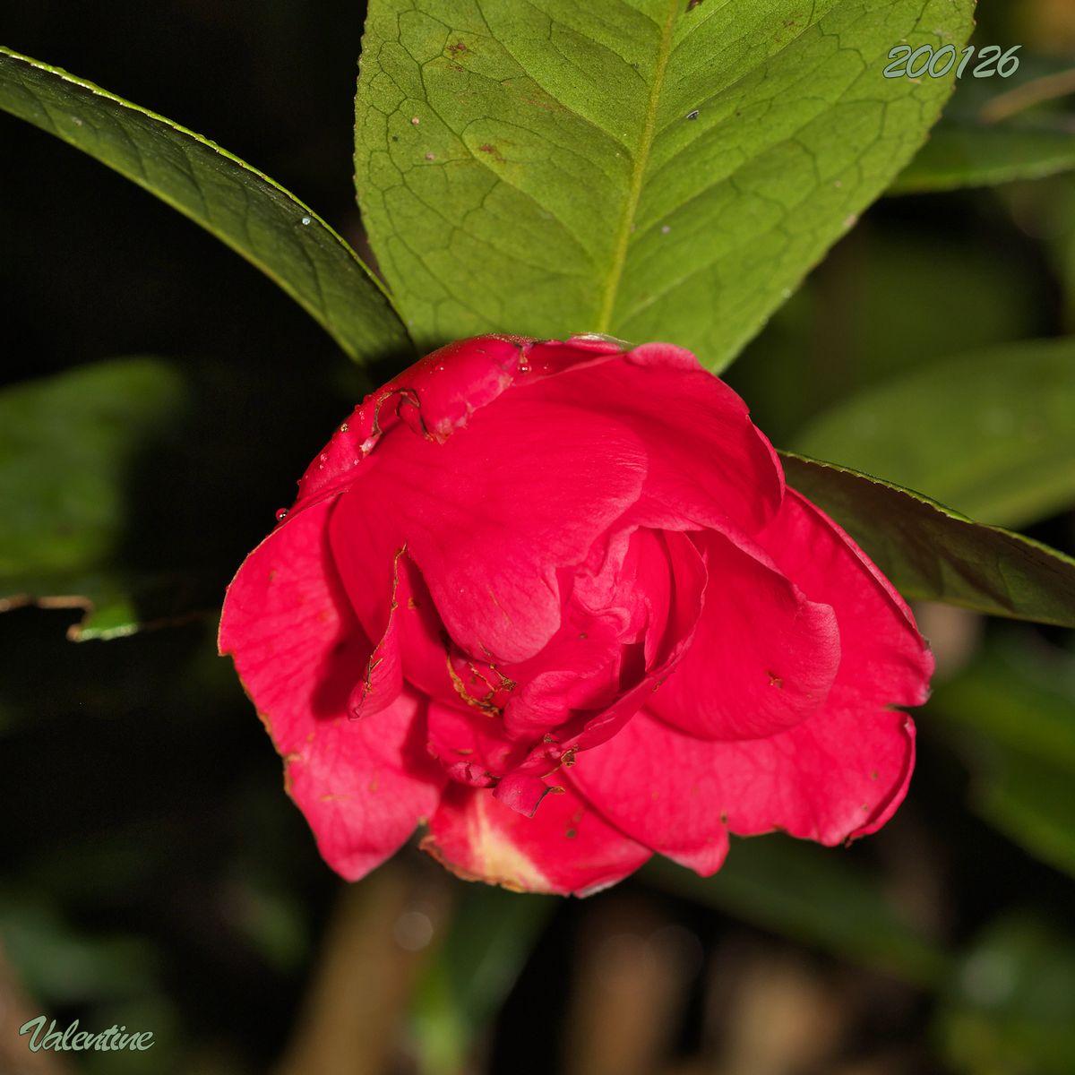 今夜の花瓶＋椿バレンタイン