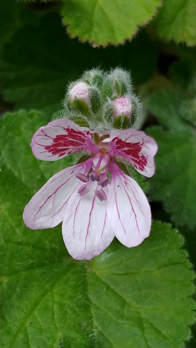 今日の花