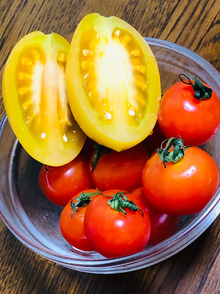 最後の湘南ポモロン🍅収穫🎵