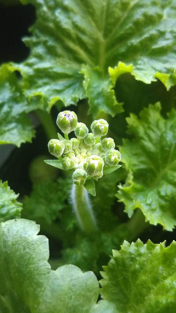 今朝は冷え込み緩め🌡️