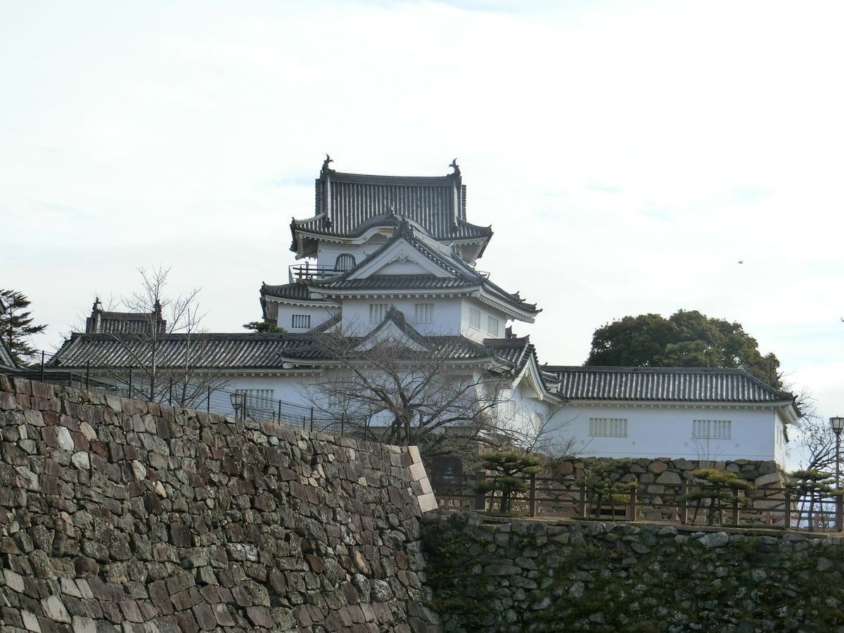 我が物顔のゼニゴケ