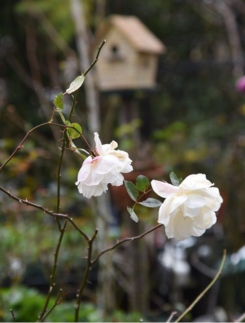 庭の残り花