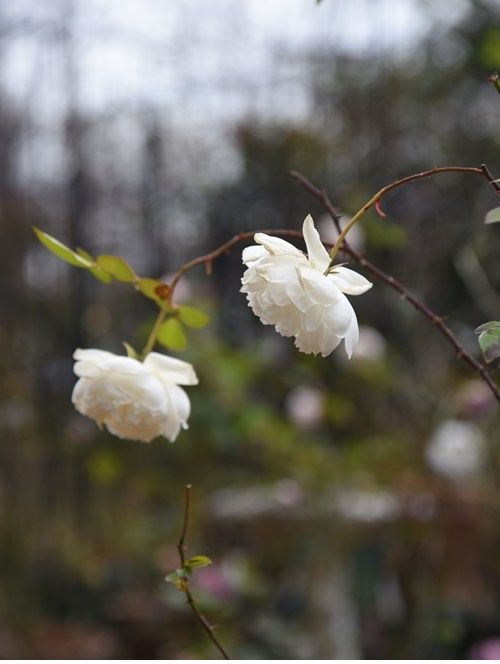 庭の残り花