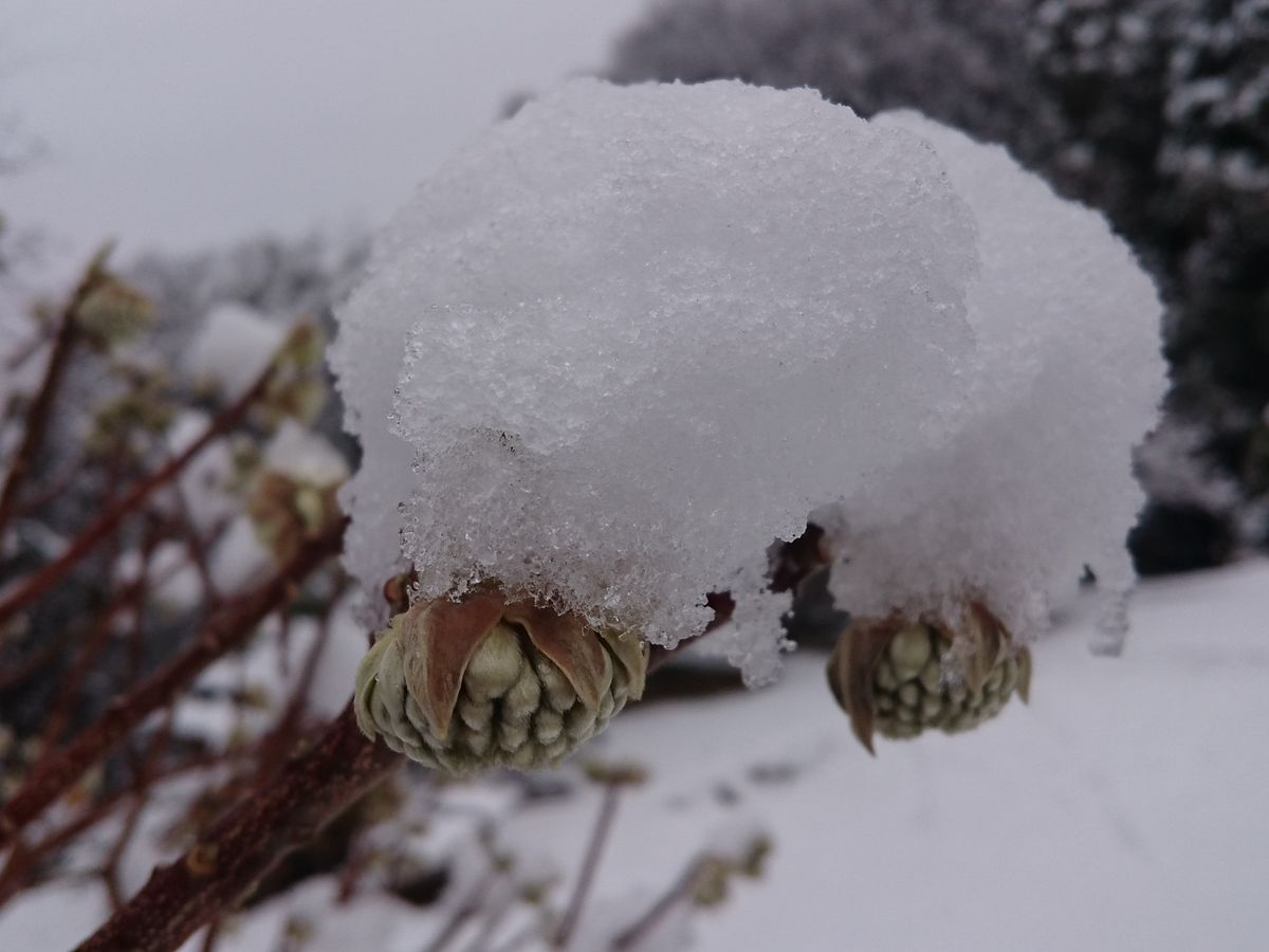 雪の庭から