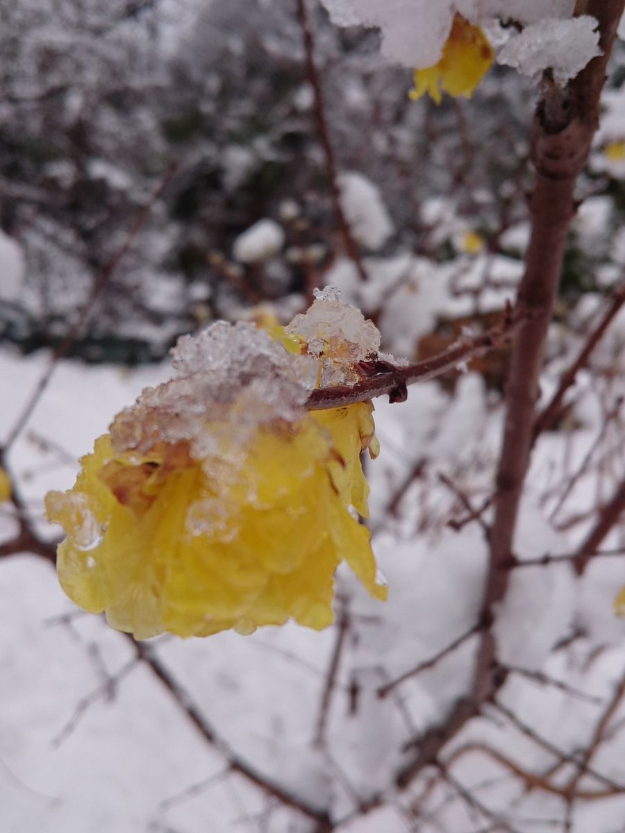 雪の庭から