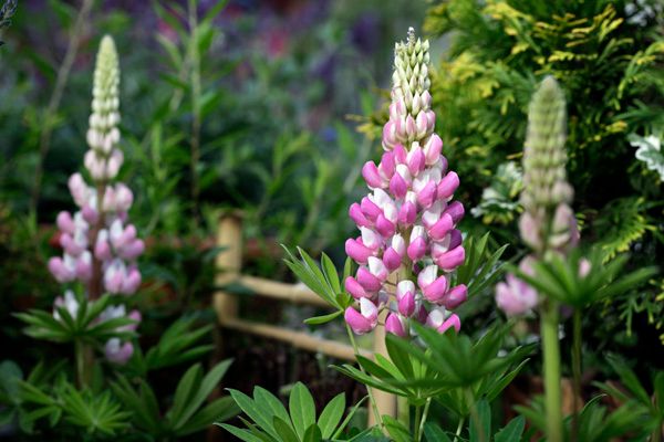 花壇の仲間たち