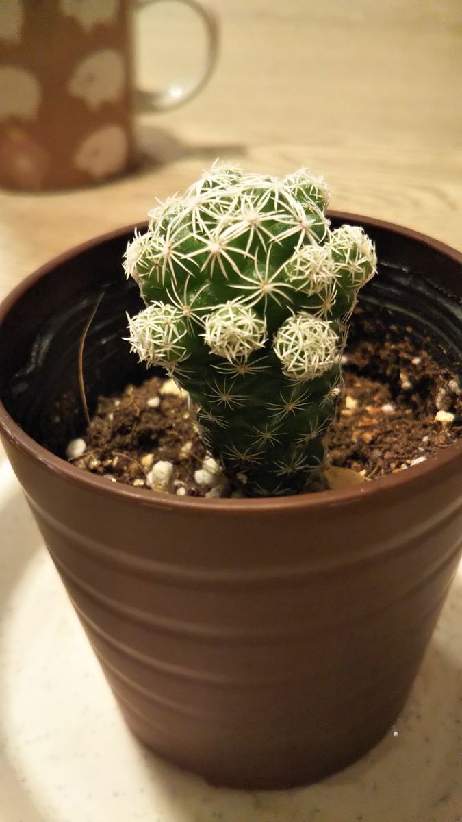 可愛いサボテン🌵