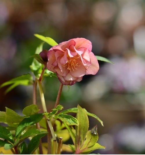 フレグランスな花たち