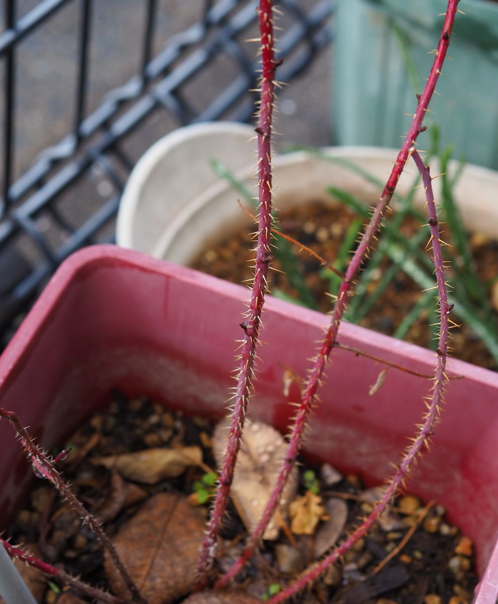 バラの花の後