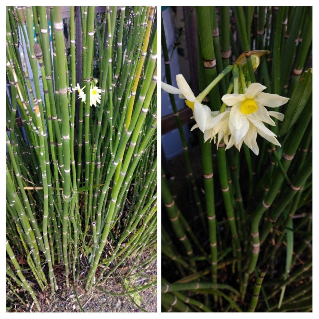 ミニトマト発芽するかな？