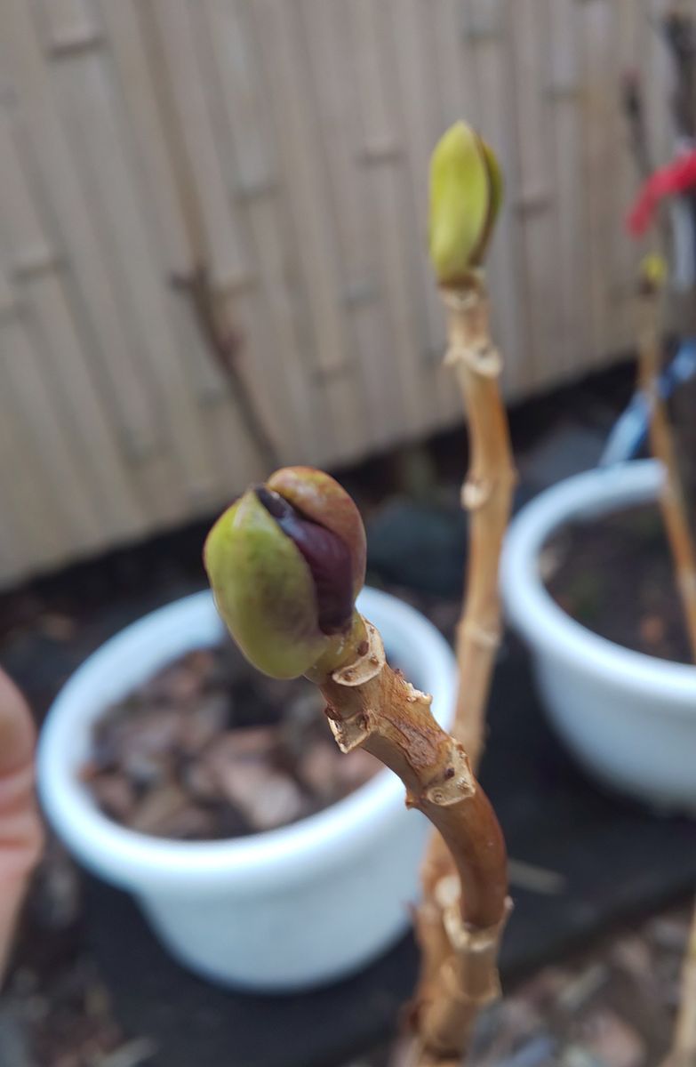 残っていた植え替え作業💨