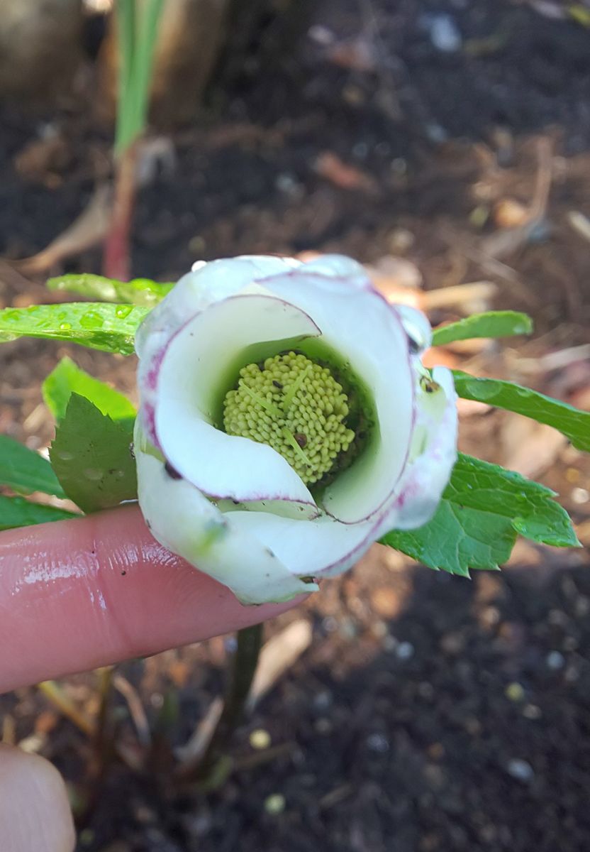 もう一つの蕾も🐍