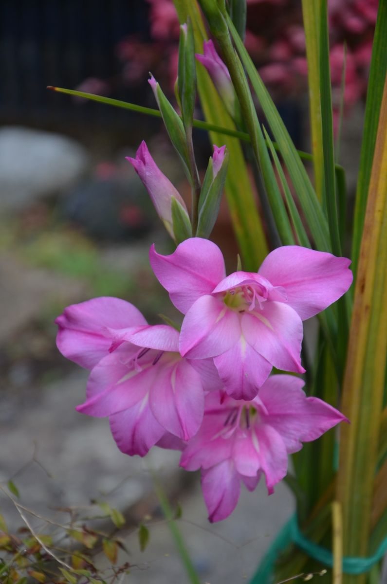 早朝です。花が見えません。