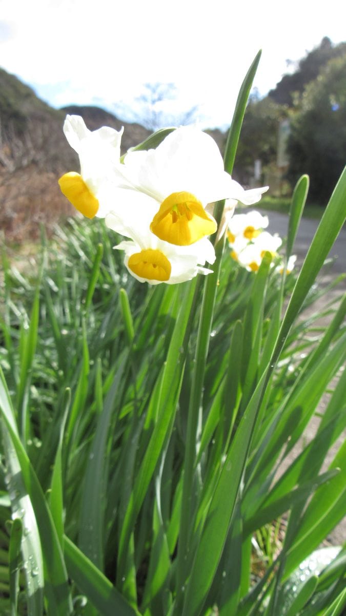 お花見散歩-春の気配-水仙