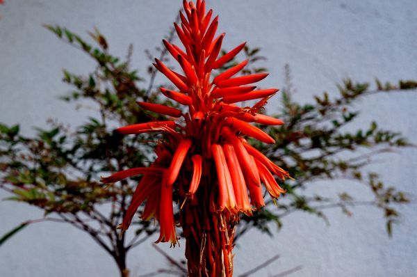 多肉植物の花