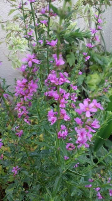 Lythrum anceps