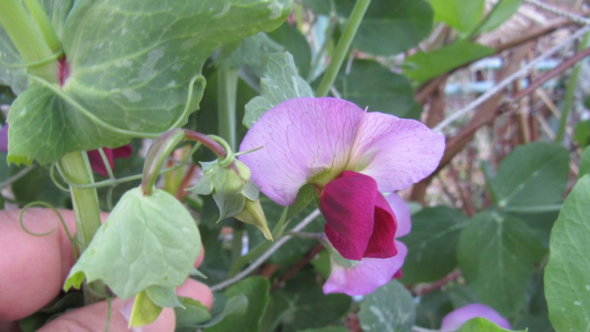 知多半島最標高畑のエンドウの花