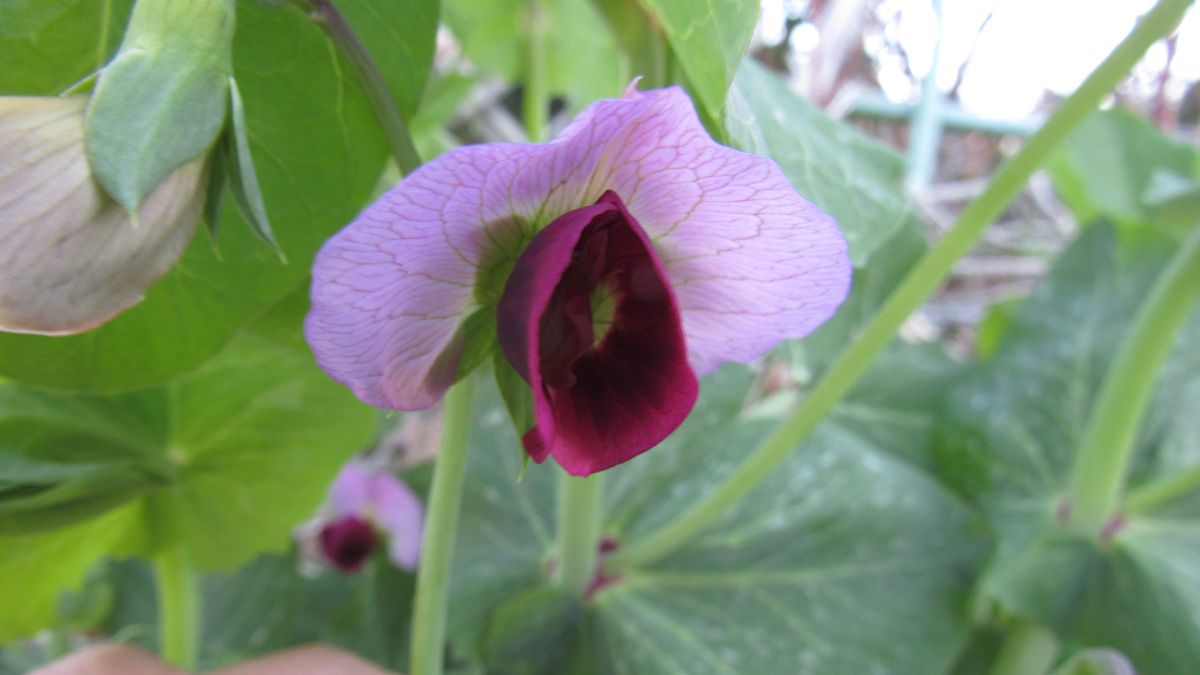 知多半島最標高畑のエンドウの花