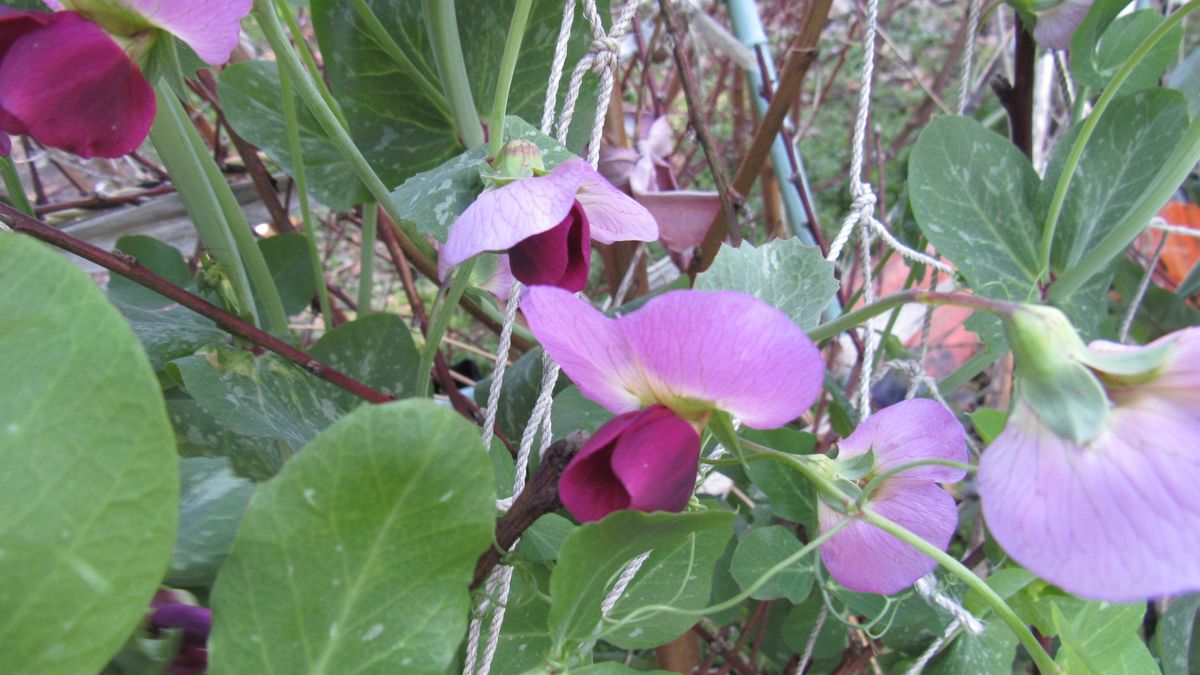 知多半島最標高畑のエンドウの花