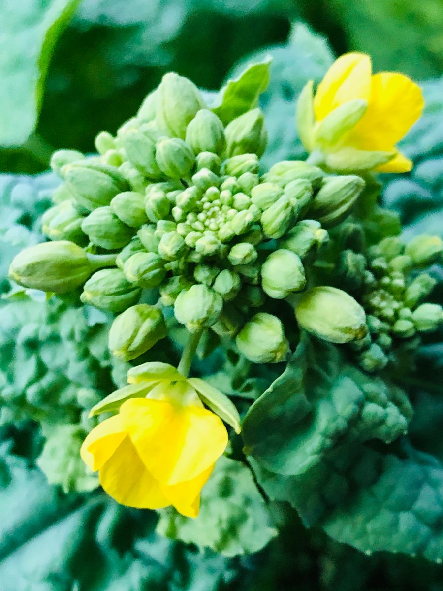 菜の花開花🎵