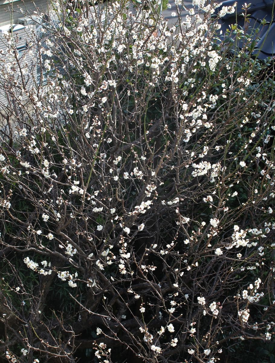 ドンベアの花