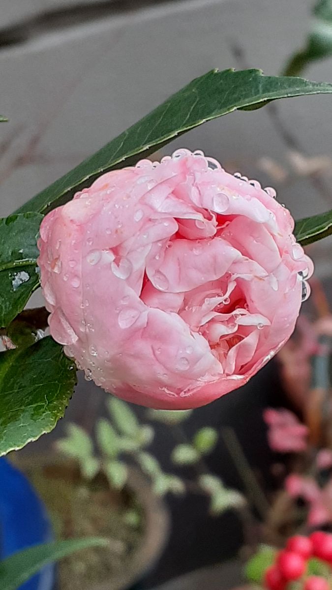 ふくおかルーバルガーデン2～冬❄️の庭たより…ぐずついたお天気も午後から雨🌂は上がったようです。