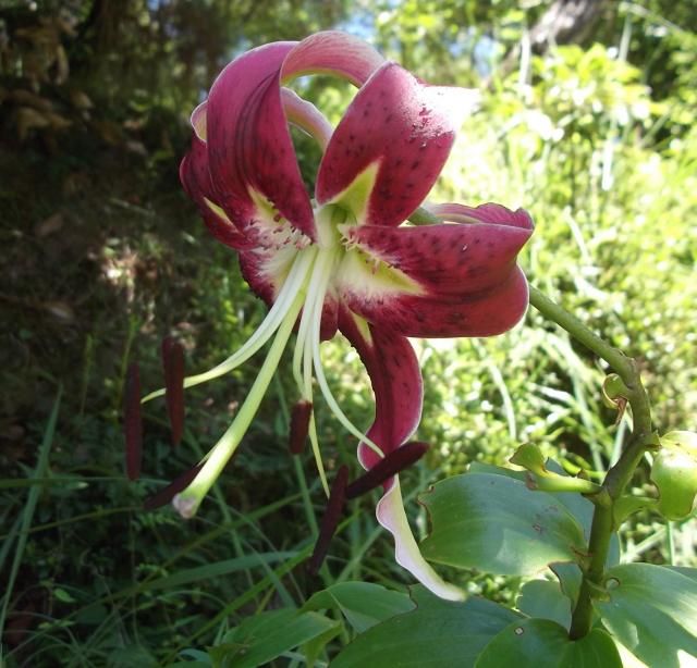 百合の花が咲いています