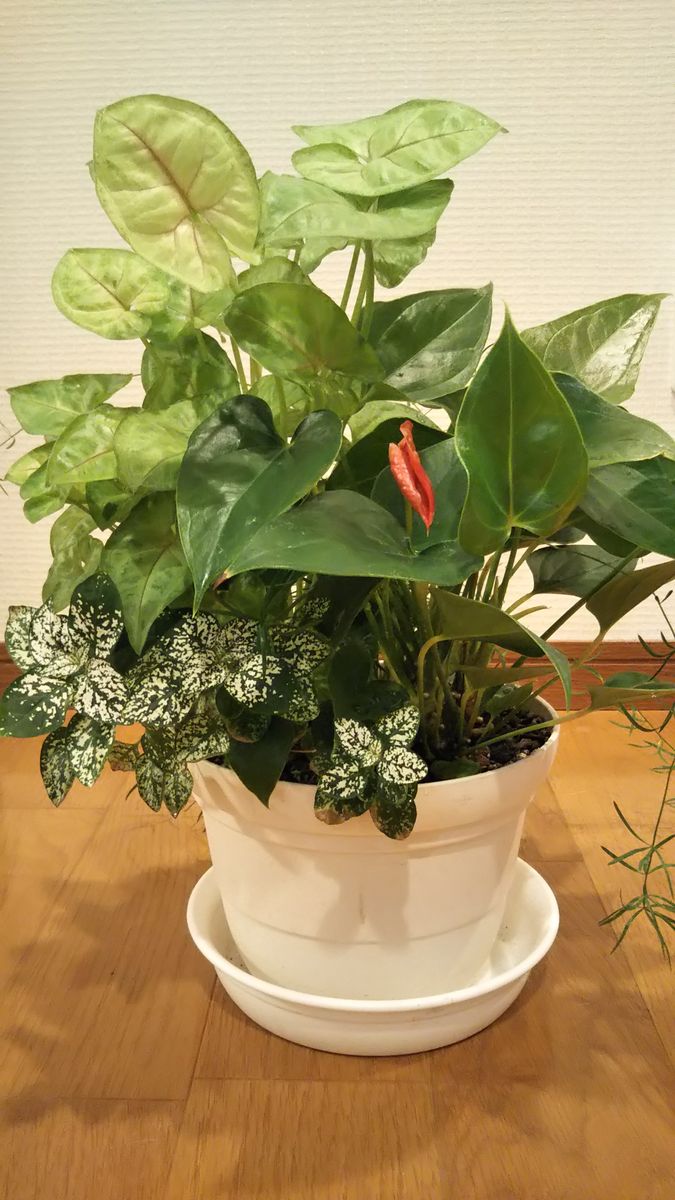 観葉植物の寄せ植えその後