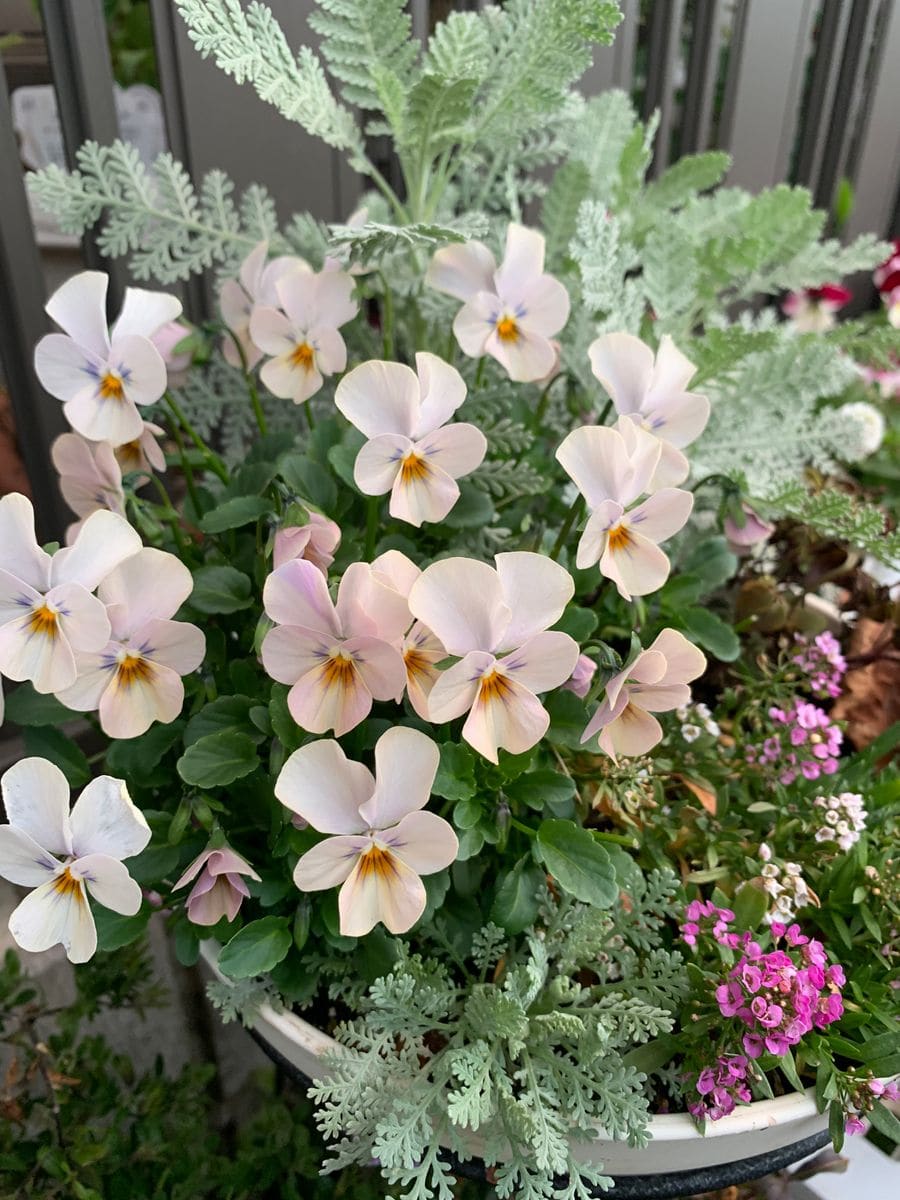 明日は花屋へ行く‼︎