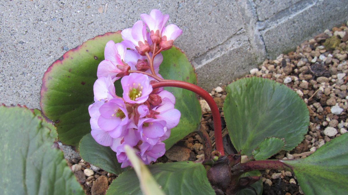 花重くて頭垂れるヒマラヤユキノシタ