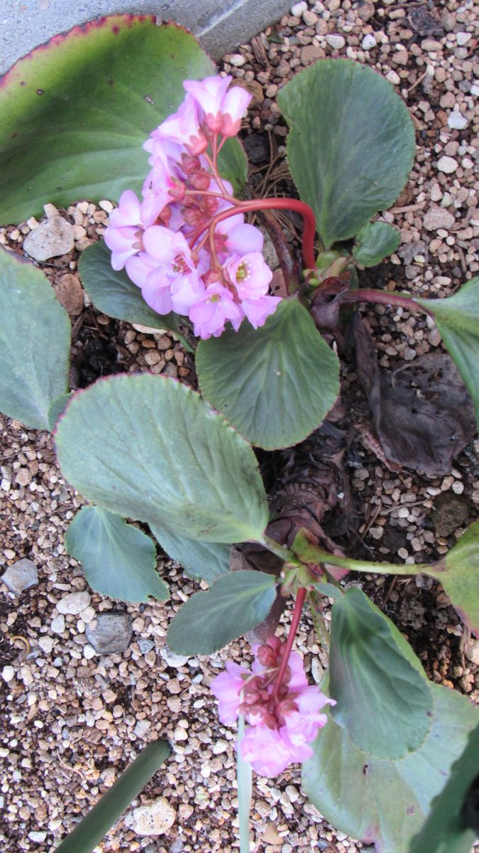 花重くて頭垂れるヒマラヤユキノシタ