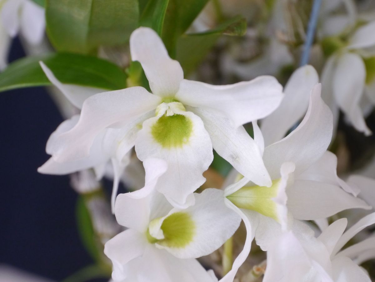 Den.Angel baby 'Green Ai'