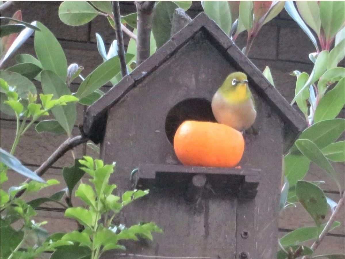 🐦ヒヨドリ＆メジロくん🐦の飛来