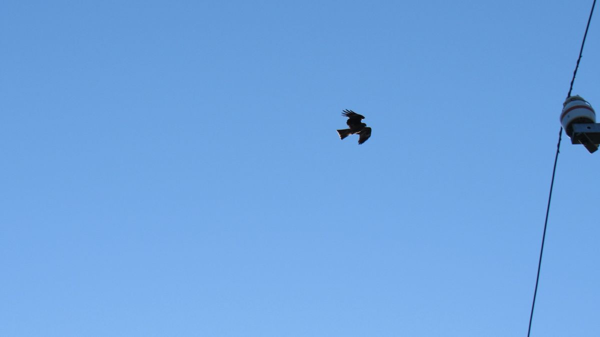 青空・強風・トンビ凧