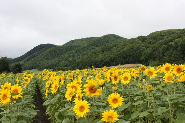 大量のヒマワリ