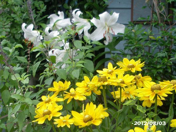 オクラの花の様なハイビスカス・・・と