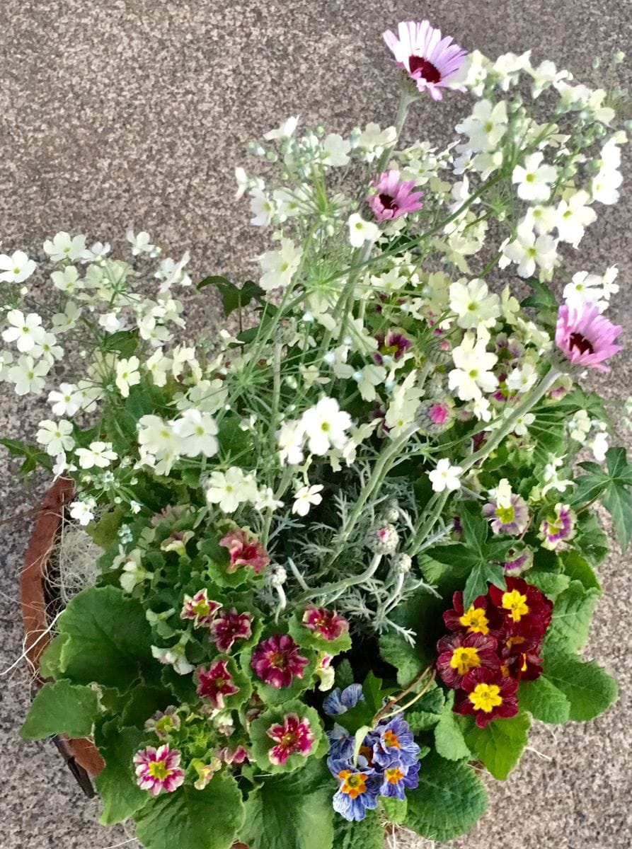 🌼マラコイデスとローダンセマムの寄せ植え～🎶