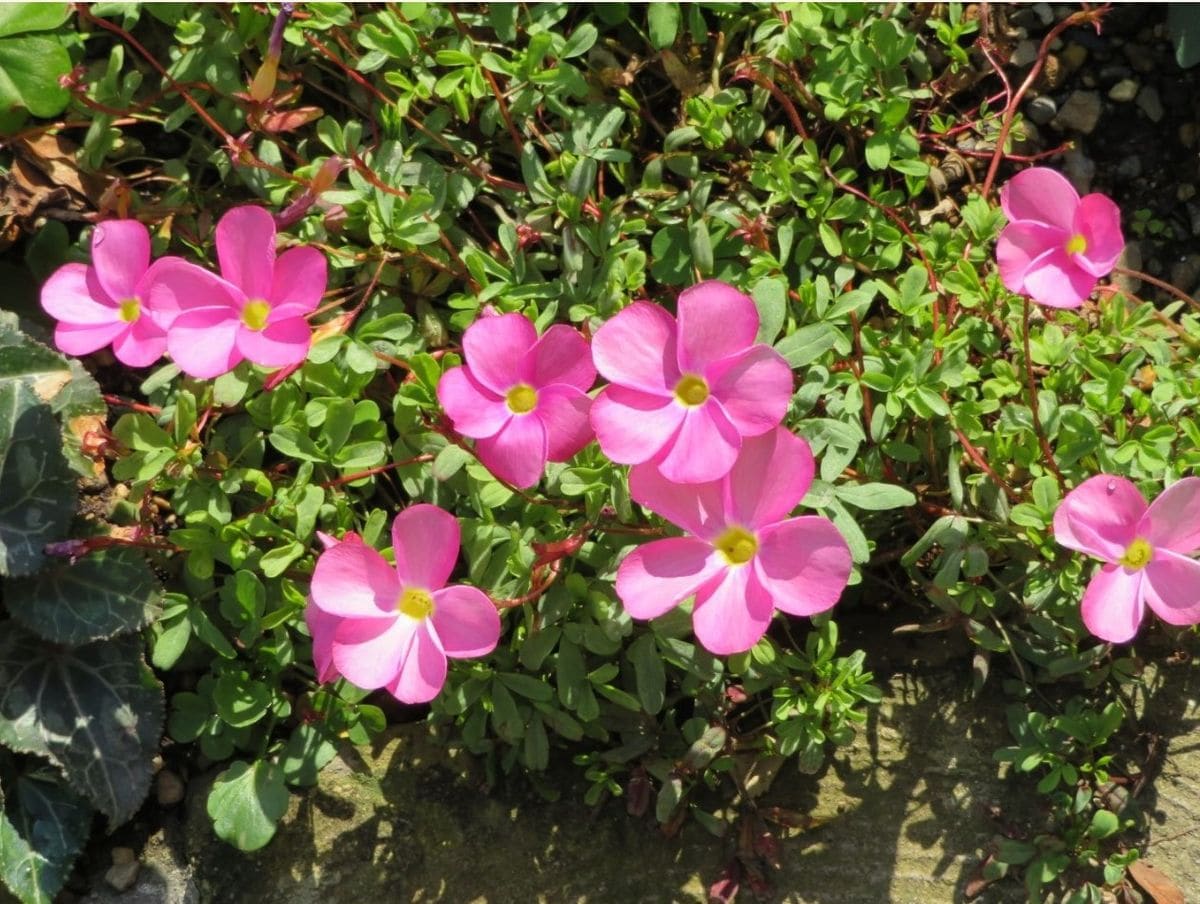 🌻今日の花たち🌻その17