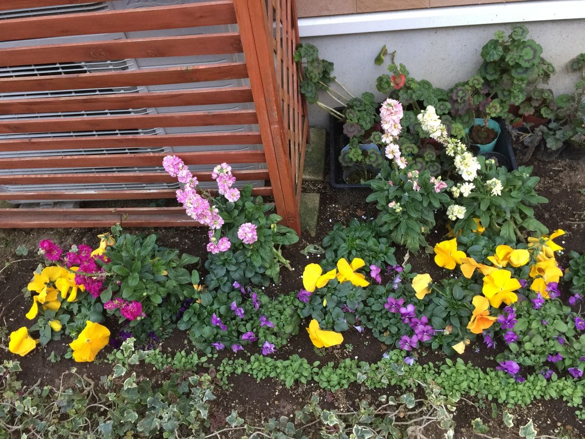 2月の植物たち